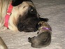 Please meet Mommy Skye and Baby Willow.  I have been feeding UrbanWolf for almost  3 yrs.  I breed Mastiffs and German Shepherds.  We have raised 3 litters on UrbanWolf and are more then satisfied with the results.  Beautiful coats, wonderful condition, and no pano cases in our puppies.  Thank you for making such a wonderful food.  Linda Pike, Goulds, Newfoundland, Canada  