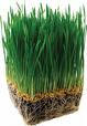 Barley Grass & Alfalfa