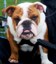 Congratulations to Charlie, Urban Wolf of the Month Sept 09!  Charlie is a 6 month old bulldog getting ready for the show ring. What does Charlies owner have to say about Urban Wolf: he loves it.. his coat is shiney and he is a happy boy! S.E. London, Ontario
